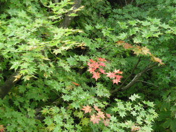 紅葉し始めましたね。