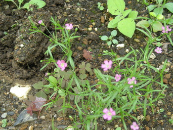 お花はお花。