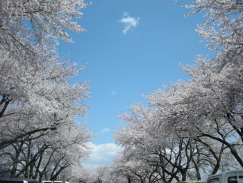 茶臼山野球場の桜