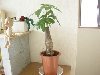 パキラ