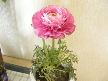 きれいでしょ？