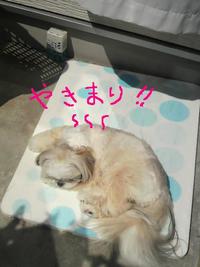 茶色ご飯！・・・・・。