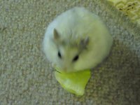 癒し