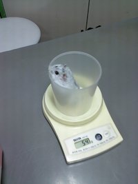 ダイエット作戦