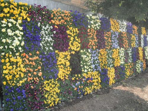 お花の壁。