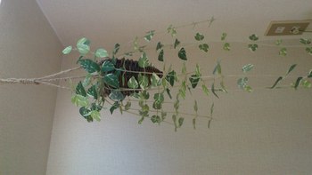 玄関に....