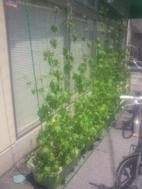 のびた！さいた！