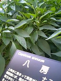 とうがらしの成り方
