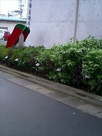 しげってますね〜