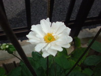 秋明菊