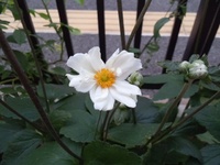 秋明菊