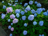 紫陽花