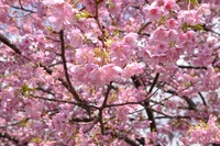 河津の桜