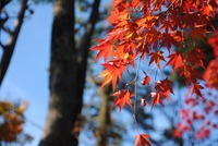寒霞渓の紅葉