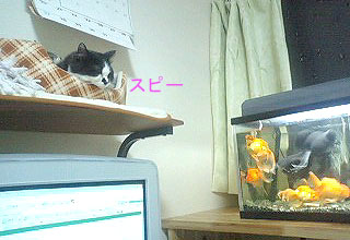 はみでた毛