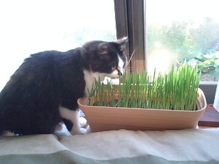 ねこくさ食う