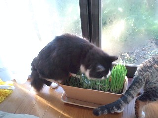 ねこくさ食う