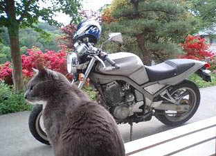 猫と花とバイク