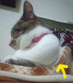 猫と花とバイク