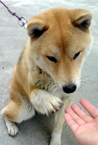 ついに！