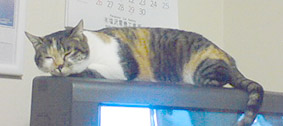 ある夜長
