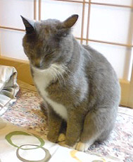 寝るのがいちばん