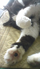 うんどう
