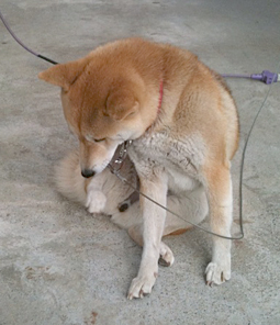 どうした
