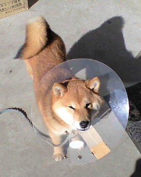 ある日常