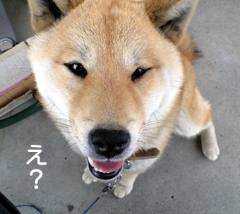 一発顔