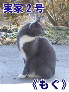 猫軍団