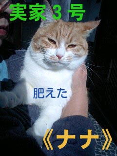 猫軍団