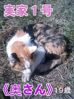 猫軍団