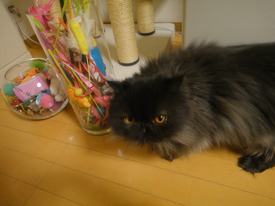 アピールする猫ら