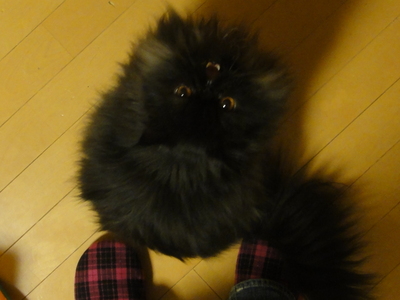 クマのハイテンション