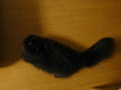 クマのハイテンション