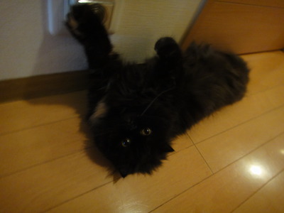 クマのハイテンション