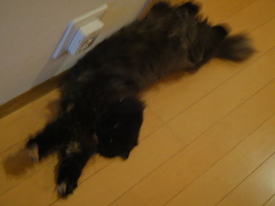 クマのハイテンション