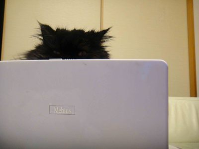 ほんまでっかな猫