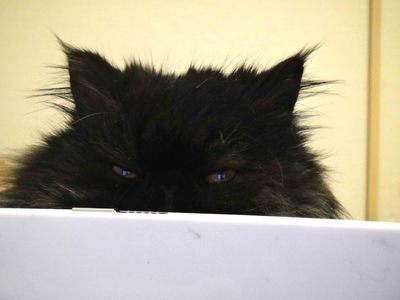 ほんまでっかな猫