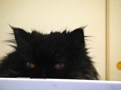 ほんまでっかな猫