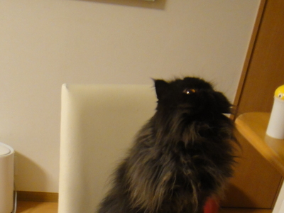 ほんまでっかな猫