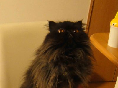 ほんまでっかな猫