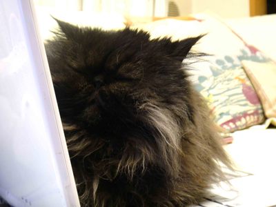 ほんまでっかな猫