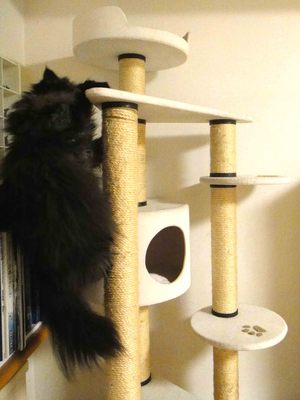 手伝って欲しい猫