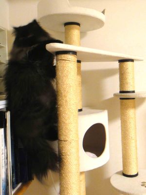 手伝って欲しい猫