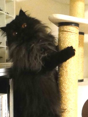 手伝って欲しい猫