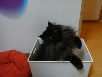 こっちへおいでよ