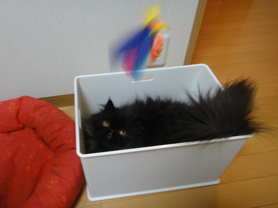 こっちへおいでよ