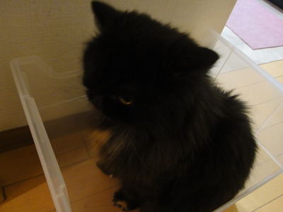 こっちへおいでよ
